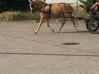 घोड़ी, Hungarian horse breed — फ़ोटो 5