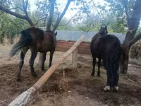 Madyan, Atlar — foto 3