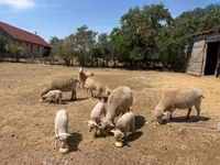 母羊, Sheep — 照片 5