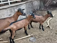 बकरी, Alpine goat — फ़ोटो 3
