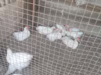 Chickens — फ़ोटो 3