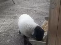 公羊, White Suffolk sheep — 照片 4