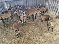公羊, Cameroon sheep — 照片 2