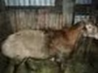 Қошқар, Hissar sheep — 4-сурет