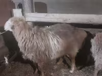Kos, Hissar sheep — 3. fotó