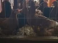 Chickens — zdjęcie 1