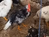 Chickens — photo 5