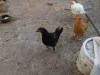 Chickens — फ़ोटो 1