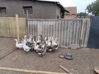 Geese — 3-сурет