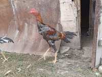 Chickens — foto 7