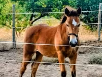 Mare, Haflinger — photo 4