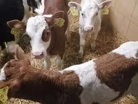 Cattle (batch, sex not specified), Simmental cattle — photo 4