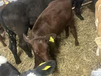 Cattle (batch, sex not specified), Cattle — photo 1
