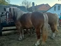 Kanca, Hungarian horse breed — 1. fotó