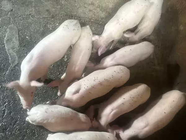 Süldőanya, Датский ландрас