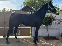 Бие, Dutch warmblood horse — 3-сурет