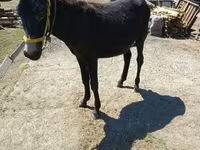 母马, Horses — 照片 3