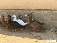 Ducks — Foto 3