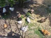 Chickens — foto 2