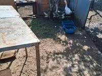Geese — फ़ोटो 2