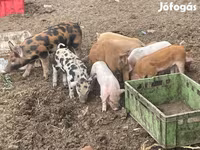 Eber, Schweine — Foto 1
