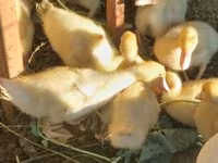 Ducks — फ़ोटो 1