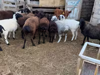 Carnero, Hissar sheep — foto 3