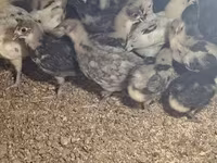 Australorp — foto 2