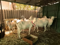 Bak, Saanen goat — 2. fotó