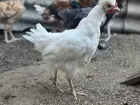 Chickens — الصورة 6