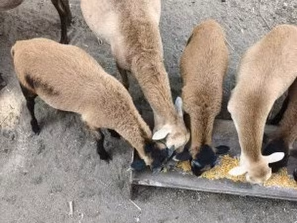 Kos, Cameroon sheep — Magyarország