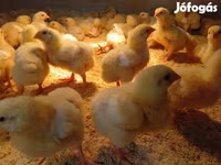 Chickens — फ़ोटो 3