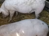 母猪, Pigs — 照片 2