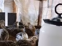 Quails — foto 6