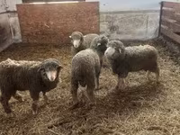 Kos, Merino sheep — 1. fotó