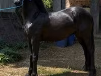Hing, Friesian — 4. fotó