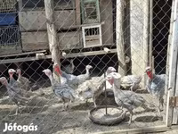 Turkeys — 照片 3
