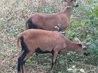 母羊, Cameroon sheep — 照片 3