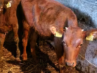 Бұқа, Simmental cattle — 3-сурет