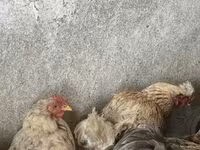 Brahma — foto 4