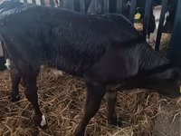 母牛, Limousin cow — 照片 2