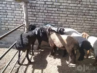 Carnero, Ovejas — foto 4
