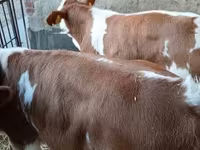 Bulle, Simmental cattle — Foto 2