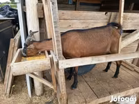 母山羊, Alpine goat — 照片 1