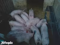 Boar, Pigs — photo 2