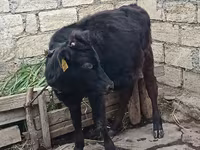 Tehén, Aberdeen-Angus — 1. fotó
