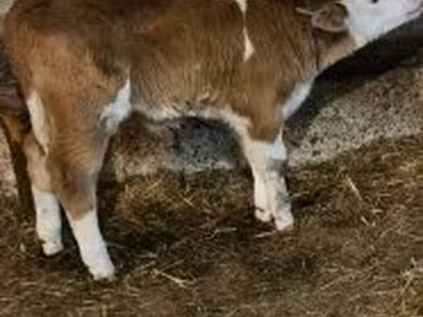 Bika, Simmental cattle