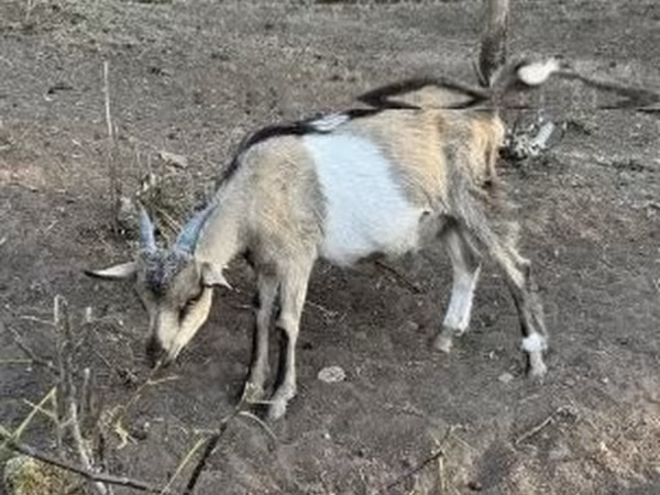 Kozioł, Kozy — Węgry