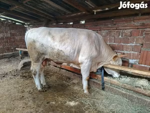 ثور, Simmental cattle