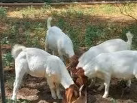 Ziegenbock, Boer goat — Foto 7